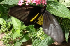 Butterfly-06-at-Mackinac-Butterfly-House.800-13