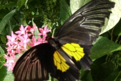 Butterfly-07-at-Mackinac-Butterfly-House.800-13