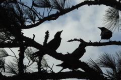 corolla-nc-crows.jpg-807