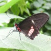 Butterfly-02-at-Mackinac-Butterfly-House.800-11