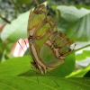 Butterfly-03-at-Mackinac-Butterfly-House.800-12