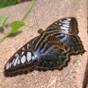 Butterfly-04-at-Mackinac-Butterfly-House.800-12
