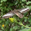 Butterfly-05-at-Mackinac-Butterfly-House.800-13