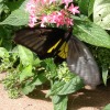 Butterfly-06-at-Mackinac-Butterfly-House.800-13