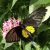 Butterfly-07-at-Mackinac-Butterfly-House.800-13