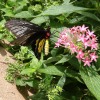 Butterfly-08-at-Mackinac-Butterfly-House.800-14