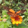 Butterfly-09-at-Mackinac-Butterfly-House.800-14
