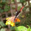 Butterfly-10-at-Mackinac-Butterfly-House.800-15