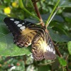 Butterfly-11-at-Mackinac-Butterfly-House.800-15