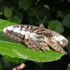 Butterfly-12-at-Mackinac-Butterfly-House.800-16
