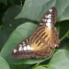 Butterfly-13-at-Mackinac-Butterfly-House.800-16