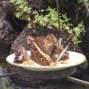 Butterfly-16-at-Mackinac-Butterfly-House.800-17