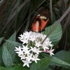 Butterfly-17-at-Mackinac-Butterfly-House.800-23