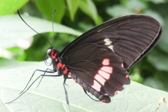 Butterfly-02-at-Mackinac-Butterfly-House.800-11