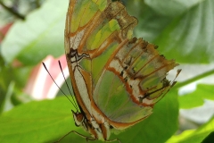 Butterfly-03-at-Mackinac-Butterfly-House.800-12