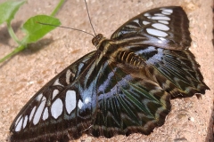 Butterfly-04-at-Mackinac-Butterfly-House.800-12