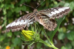 Butterfly-05-at-Mackinac-Butterfly-House.800-13