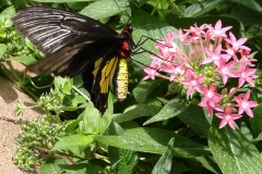 Butterfly-08-at-Mackinac-Butterfly-House.800-14