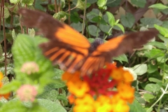 Butterfly-09-at-Mackinac-Butterfly-House.800-14