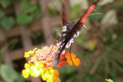 Butterfly-10-at-Mackinac-Butterfly-House.800-15