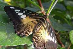 Butterfly-11-at-Mackinac-Butterfly-House.800-15
