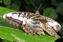 Butterfly-12-at-Mackinac-Butterfly-House.800-16