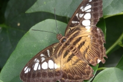 Butterfly-13-at-Mackinac-Butterfly-House.800-16