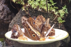 Butterfly-16-at-Mackinac-Butterfly-House.800-17