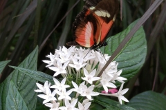 Butterfly-17-at-Mackinac-Butterfly-House.800-23