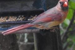 Cardinal-youngster-maybe.800-348