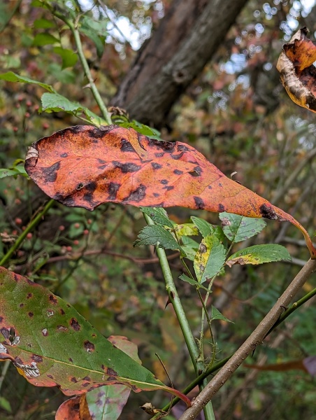 PXL_20231008_192944859