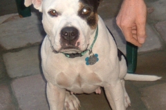 Roxie
2003