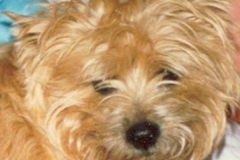 Josh
2004