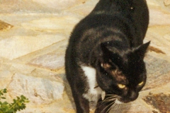 little patio cat
Greenleaf 2005