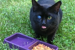 Blackie
2017