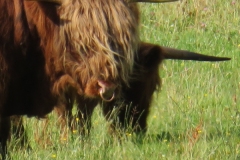 Hairy Coo2018