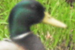 Mallard Duck