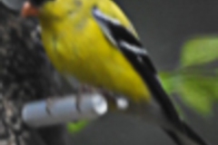 Goldfinch