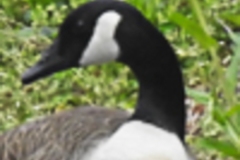 Wild Goose